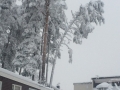 Snötyngda träd