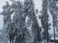 Snötyngda träd